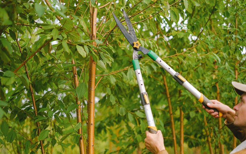 Tree trimming in Miami, MO